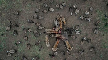  Runner-Up di kategori Wildlife diraih oleh Igor Altuna Foto: Drone Photo Awards