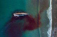 Drone Photo Awards 2021