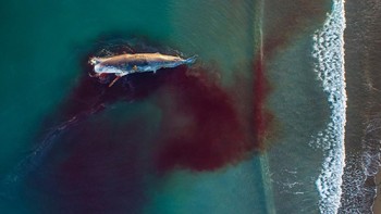 Commended di kategori Wildlife. Karya Elizabeth Moreno. Foto: Drone Photo Awards