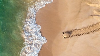 Juara kategori Wildlife diraih Qasim Al Farsi yang menampilkan penyu hijau yang kembali ke laut setelah bertelur di garis pantai Oman. Foto: Drone Photo Awards