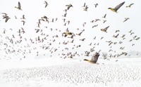 Drone Photo Awards 2021