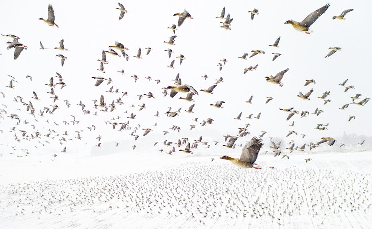 Drone Photo Awards 2021