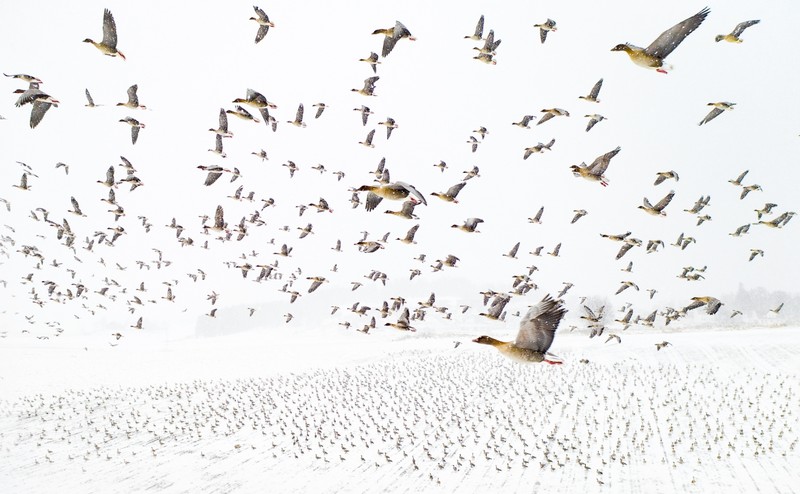 Drone Photo Awards 2021