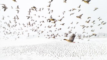 Photo of The Year diraih oleh Terje Kolaas yang menampilkan ribuan angsa merah muda yang hendak migrasi ke Svalbard, Kutub Utara. Foto: Drone Photo Awards