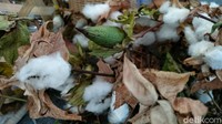 Awalnya Tenun Gadod yang berarti kuat dan tebal ini dibuat dengan menggunakan kapas alit alias kapas Jepang. Namun karena kapas tersebut sudah tidak lagi ditemukan di Desa Nunuk, perajin kemudian menggunakan kapas honje untuk membuat Tenun Gadod. 