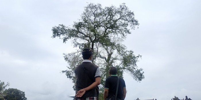 Lokasi burung-burung pipit berjatuhan di Bali
