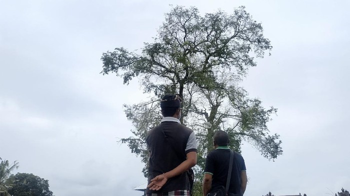 Lokasi burung-burung pipit berjatuhan di Bali