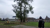 Sejauh ini, ada tiga kemungkinan yang menjadi pemicu peristiwa tersebut, yakni perubahan cuaca, kandungan asam di air hujan serta pestisida. (Foto: Sui Suadnyana-detikcom)