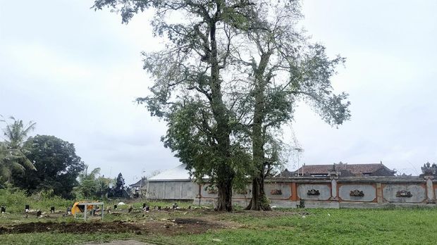 Lokasi burung-burung pipit berjatuhan di Bali