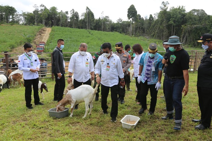 Mentan Tinjau Panen Cempe