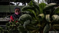 Memanfaatkan lahan kosong, tumbuhan sawi itu kini tumbuh sumbur.