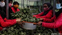 Sehingga saat panen, sawi tersebut memiliki nilai ekonomis.