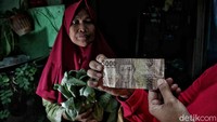 Harga sawi tersebut dijual Rp.5000 per kantong.