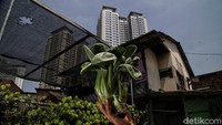 Saat ini urban farming di kawasan tersebut semakin produktif. 