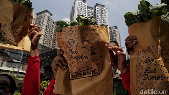 Seru Banget! Kelompok Tani di Sunter Panen Sawi Organik Kelompok Tani Wanita Mak Demplon di kawasan RW 05 Sunter Agung, Jakarta Utara, sukses membudidayakan sayur sawi hingga panen lho.