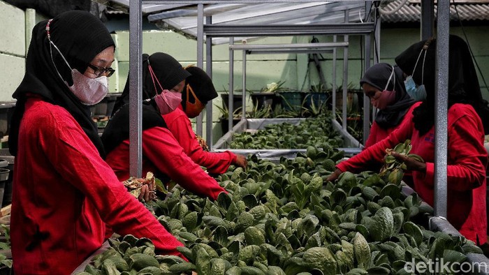 Seru Banget! Kelompok Tani di Sunter Panen Sawi Organik Kelompok Tani Wanita Mak Demplon di kawasan RW 05 Sunter Agung, Jakarta Utara, sukses membudidayakan sayur sawi hingga panen lho.