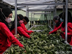 Membangun Pertanian di Perkotaan