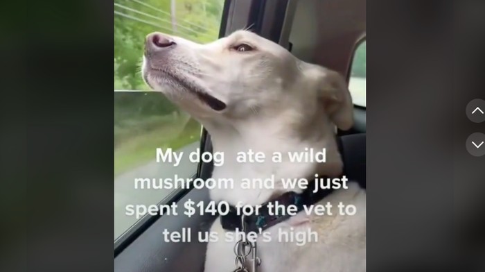 Viral di Tiktok Anjing Teler Makan Magic Mushroom, kejadian di New Hampshire, Amerika.