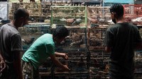 Di sini merupakan primadona bagi pecinta burung.