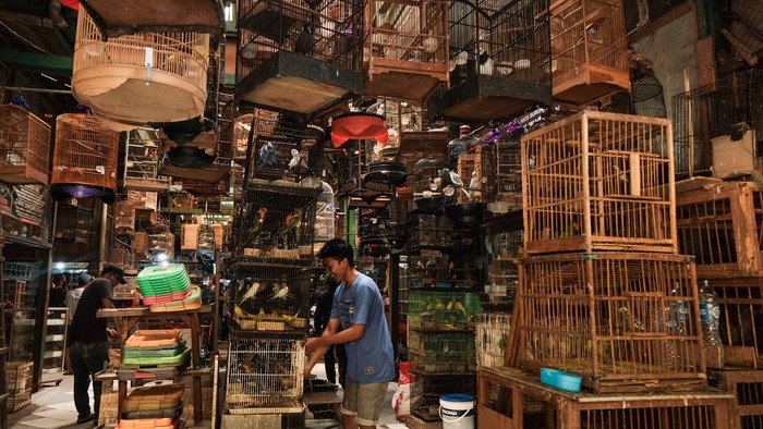 Pasar Burung Pramuka tetap bergeliat saat Jakarta berstatus PPKM level 3. Warga ramai mendatangi Pasar Burung Pramuka pada akhir pekan.