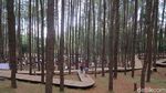 Ini Hutan Pinus Mangunan, Wisata Bantul yang Boleh Buka Saat PPKM Level 3