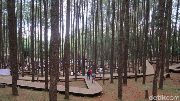 Hutan Pinus Mangunan