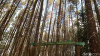 Pengelola Hutan Pinus Sari di Kalurahan Mangunan, Kapanewon Dlingo, Kabupaten Bantul memiliki cara tersendiri untuk mengobati kekecewaan wisatawan yang gagal masuk ke obyek wisata itu. Nantinya anak-anak yang sedih diarahkan untuk bermain dan memberi makan burung-burung di sekitar Pinus Sari. (Pradito Rida Pertana/detikTravel)