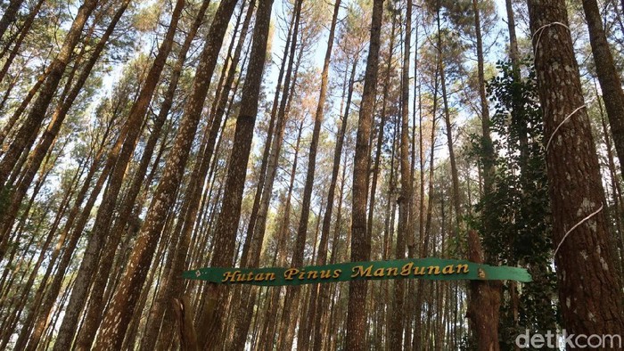 Hutan Pinus Mangunan Hutan Pinus Mangunan