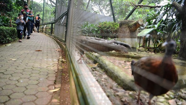 Sejumlah pengunjung tampak melihat beragam burung yang ada di wahana Taman Burung TMII, Jakarta. 
