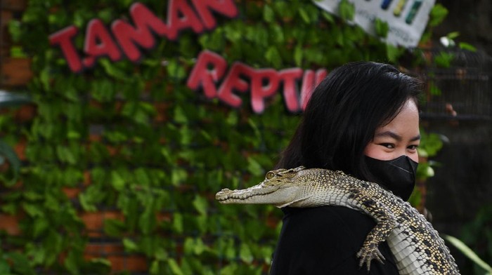 Jakarta PPKM Level 3, Dua Wahana di TMII Ini Kembali Dibuka Dua wahana Taman Mini Indonesia Indah (TMII) telah dibuka untuk rekreasi. Dua wahana itu adalah Taman Reptilia dan Taman Burung.