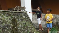 Monyet ekor panjang di sekitar kawasan wisata menjadi atraksi bagi anak-anak. (Jauh Hari Wawan S/detikcom)