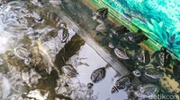 Penurunan itu kemungkinan disebabkan karena faktor cuaca yang membuat suhu di kawasan pantai menjadi dingin. Hingga kini ancaman abrasi belum jadi perhatian pemerintah. Dulu sudah ada wacana untuk relokasi, tetapi belum ada realisasi. (Jalu Rahman Dewantara/detikTravel)