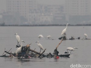 Penampakan Ribuan Bangau Mati akibat Flu Burung di Israel