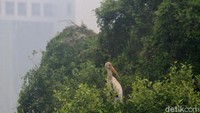 Seekor burung Bangau bluwok (Milky stork) bertengger di atas pohon dengan latar belakang gedung-gedung bertingkat khas Ibu Kota Jakarta. Diketahui, Burung bluwok merupakan salah satu jenis burung yang berstatus terancam punah.