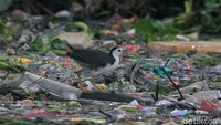 Seekor Burung Kareo padi (White breasted waterhen) mencari makan ditumpukan sampah yang ada di pesisir Jakarta.