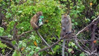 Tak hanya burung, satwa lain yang masih kerap ditemukan di area pesisir Jakarta adalah monyet ekor panjang (Macaca fascicularis). Sekelompok monyet tersebut kerap terlihat tengah mencari makan di sekitar pesisir Ibu Kota.