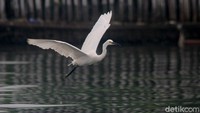 Seekor burung Kuntul Kecil (Little egret) terbang melintas  untuk mencari makan berupa ikan-ikan kecil di kawasan pesisir Jakarta, Minggu (12/9/2021).