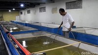 Khusus Kampung Patin, Sandi menilai ada peluang untuk memajukan ekonomi warga sekitar. Terutama dengan hasil panen ikan patin yang dimulai dari pembibitan hingga menjadi produk lokal dan bisa diandalkan. 
