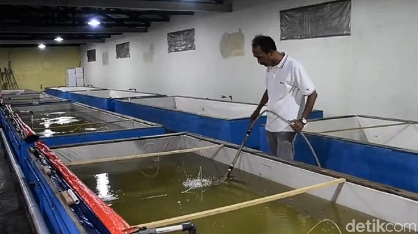Khusus Kampung Patin, Sandi menilai ada peluang untuk memajukan ekonomi warga sekitar. Terutama dengan hasil panen ikan patin yang dimulai dari pembibitan hingga menjadi produk lokal dan bisa diandalkan. Khusus Kampung Patin, Sandi menilai ada peluang untuk memajukan ekonomi warga sekitar. Terutama dengan hasil panen ikan patin yang dimulai dari pembibitan hingga menjadi produk lokal dan bisa diandalkan.