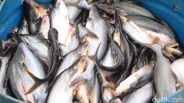 Desa Wisata Koto Mesjid merupakan desa pemekaran dari Desa Pulau Gadang pada tahun 1999. Desa ini lebih dikenal dengan sebutan Kampung Patin. Lantaran memiliki budidaya ikan patin yang luar biasa. Sehingga desa ini mempunyai moto tiada rumah tanpa kolam. Hampir setiap rumah yang ada di Kampung Patin memiliki paling tidak satu kolam patin. Dalam sebulan masyarakat setempat dapat memanen 390 hingga 400 ton ikan patin. Raja Adil Siregar/Detikcom Desa Wisata Koto Mesjid merupakan desa pemekaran dari Desa Pulau Gadang pada tahun 1999. Desa ini lebih dikenal dengan sebutan Kampung Patin. Lantaran memiliki budidaya ikan patin yang luar biasa. Sehingga desa ini mempunyai moto tiada rumah tanpa kolam. Hampir setiap rumah yang ada di Kampung Patin memiliki paling tidak satu kolam patin. Dalam sebulan masyarakat setempat dapat memanen 390 hingga 400 ton ikan patin. Raja Adil Siregar/Detikcom