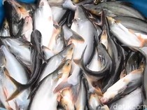 Konsumsi 7 Ikan Ini Bagus untuk Kecerdasan Otak Anak, Ada yang Murah Lho!