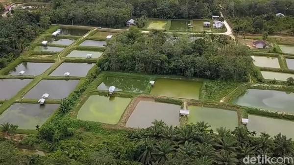 Sandi menilai banyak potensi desa wisata di Riau yang bisa dikembangkan. Namun saat ini, Desa Koto Masjid atau Kampung Patin memiliki ciri khas tersendiri di dunia pariwisata. Sandi menilai banyak potensi desa wisata di Riau yang bisa dikembangkan. Namun saat ini, Desa Koto Masjid atau Kampung Patin memiliki ciri khas tersendiri di dunia pariwisata.