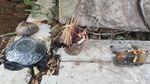 Penampakan Situs Tua Munjul yang Muncul Saat Waduk Jatigede Surut
