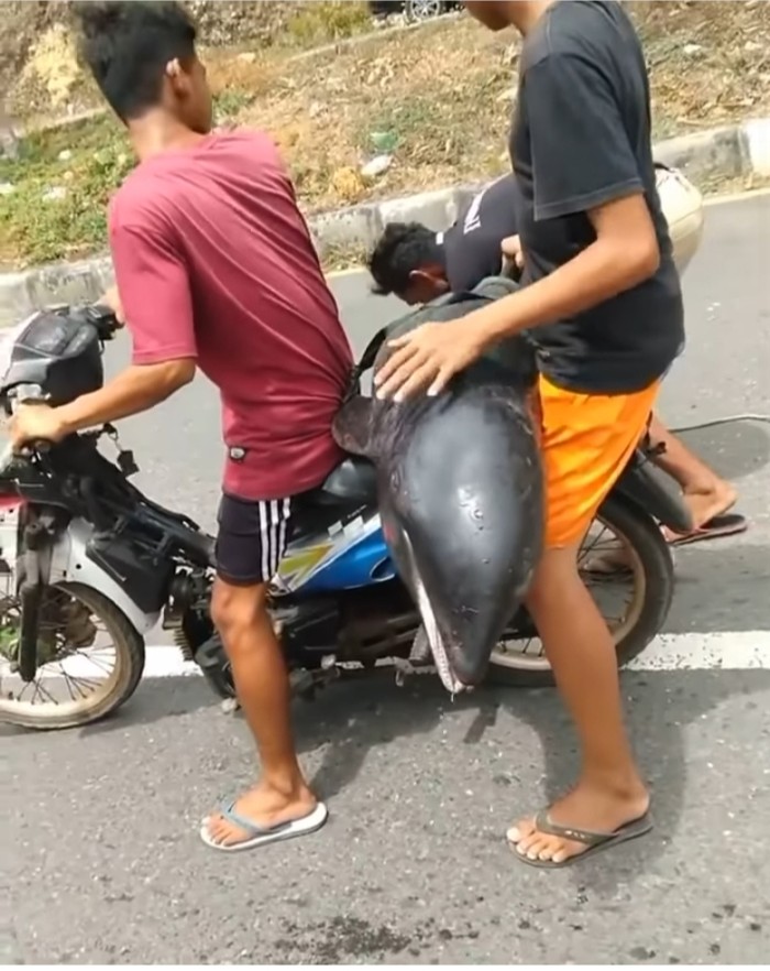Viral Warga Bima Angkut Lumba-lumba Pakai Motor (Foto: Tangkapan video viral)