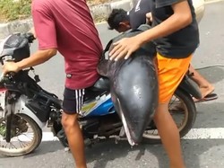 Tentang Lumba-lumba Hidung Botol yang Viral Diangkut Pakai Motor di Bima