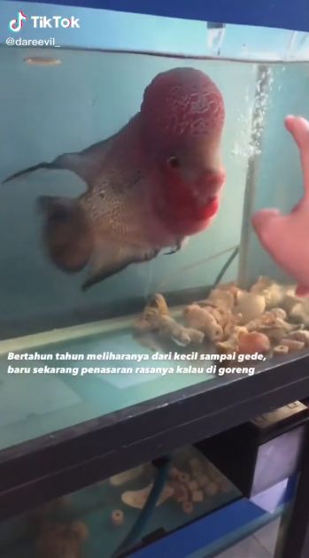 Ikan lohan digoreng, rasanya mirip ikan nila