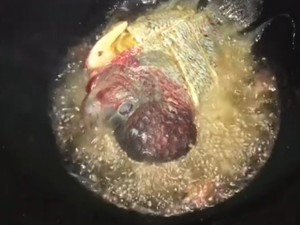 Viral! Pria Ini Goreng Ikan Louhan, Rasanya Mirip Ikan Nila