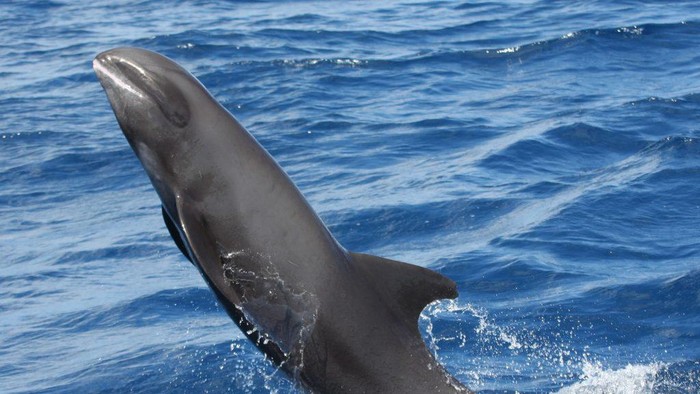 Paus kepala melon (Whales.org)