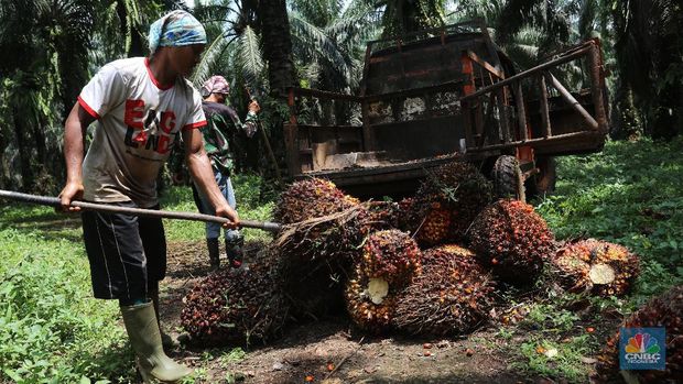 Pekerja mengangkut kelapa sawit kedalam jip di Perkebunan sawit di kawasan Candali Bogor, Jawa Barat, Senin (13/9/2021). (CNBC Indonesia/Andrean Kristianto)