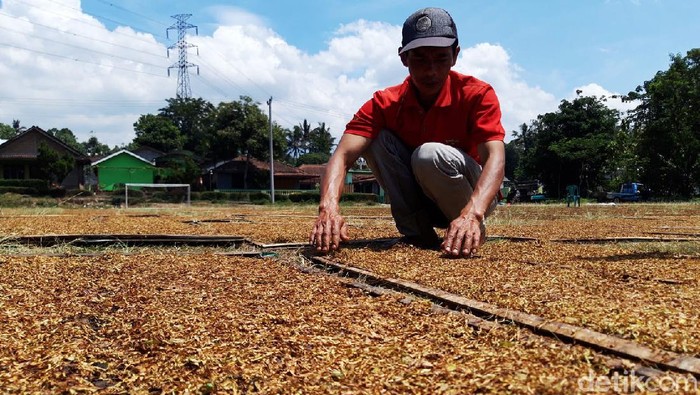 Cuaca mendung dan hujan selama dua hari ini, membuat petani tembakau di lereng Merapi-Merbabu harus turun gunung. Hal itu dilakukan demi untuk mendapatkan sinar matahari.